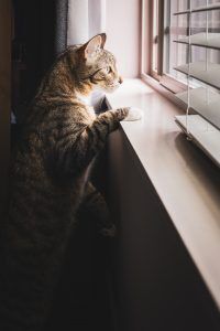 Pet safe mesh