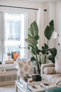 nature inspired home trend in 2024