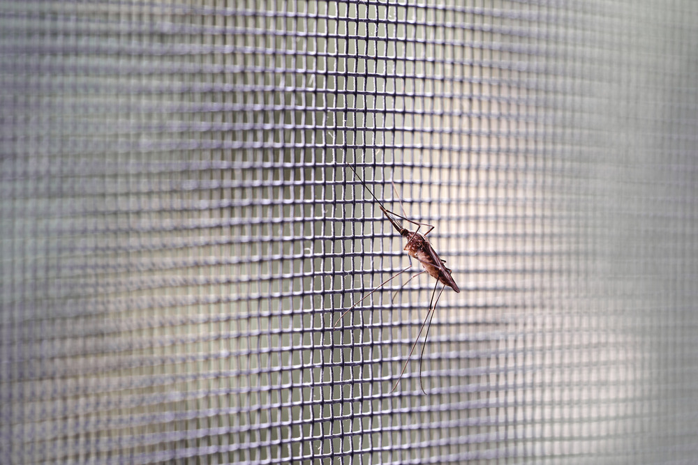 How to keep bugs out of house